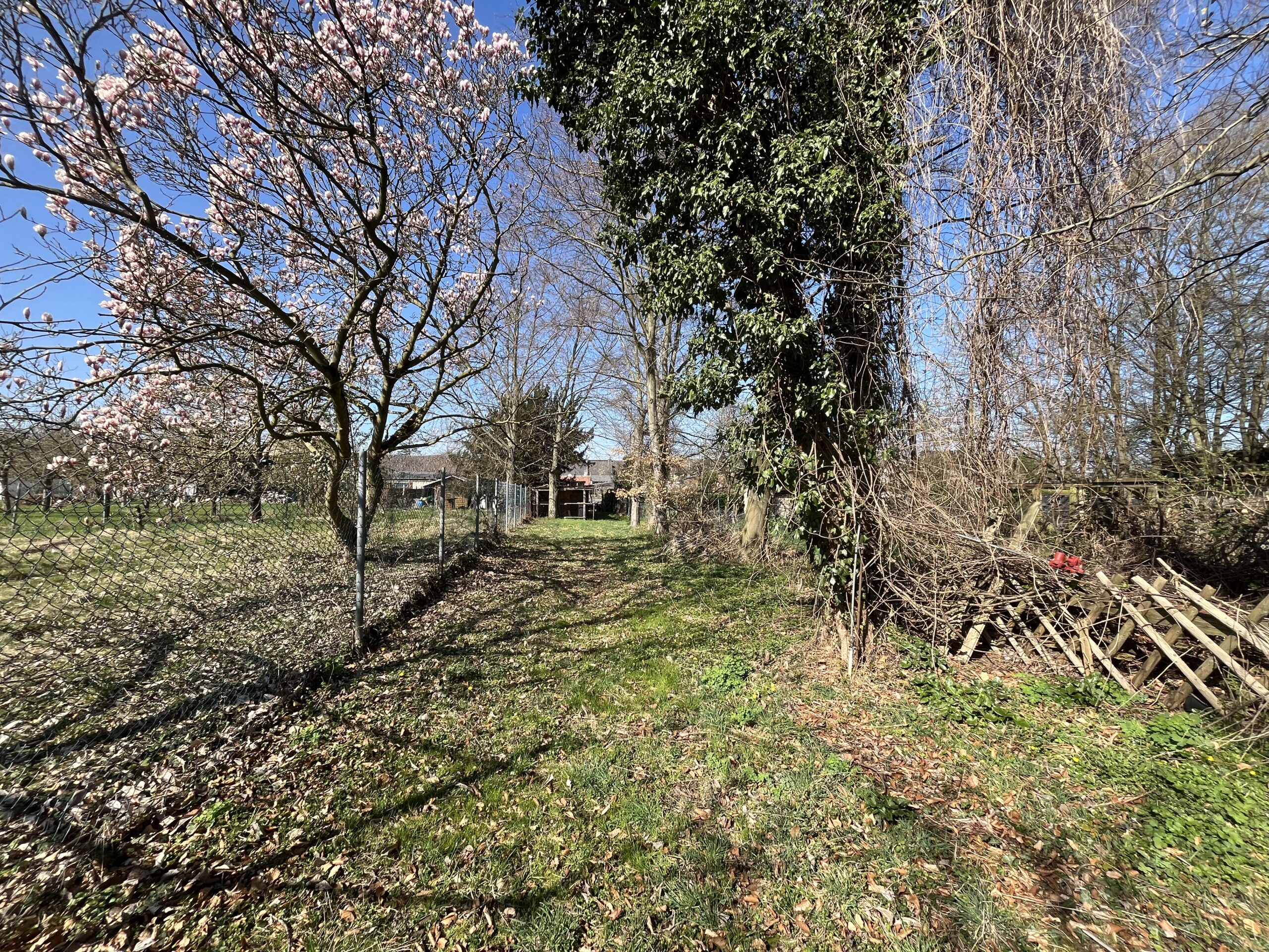 Das Bild zeigt einen natürlichen Garten- oder Wiesenbereich mit einem schmalen Grasweg, der von Bäumen und Sträuchern gesäumt ist. Im Hintergrund sind weitere Bäume und ein Gebäude zu sehen. Die Szene wirkt ruhig und ländlich, bei sonnigem, klarem Wetter.